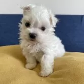 マルチーズ