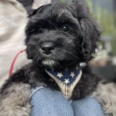 コッカプー(アメリカンコッカースパニエル×トイプードル)