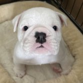 ブルドッグ