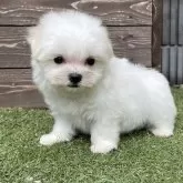 マルチーズ