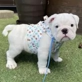 ブルドッグ