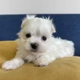 マルチーズ