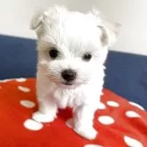 マルチーズ