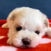 マルチーズ
