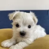 マルチーズ