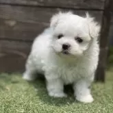 マルチーズ