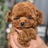 タイニープードル