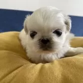 ペキニーズ