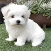 マルチーズ