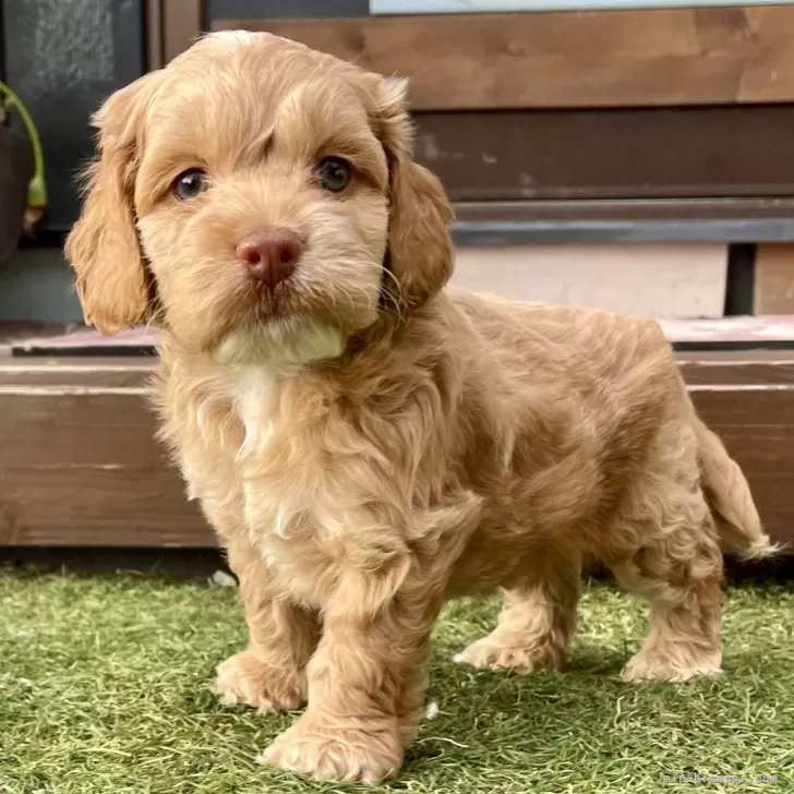 ID:2409-01262の子犬