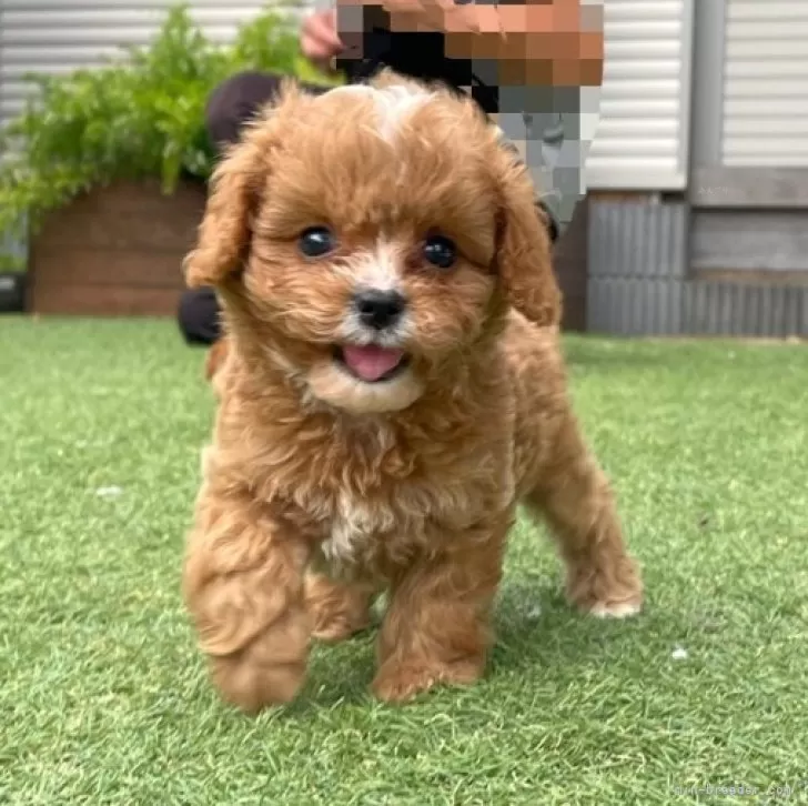ロイママ 様のお迎えした子犬