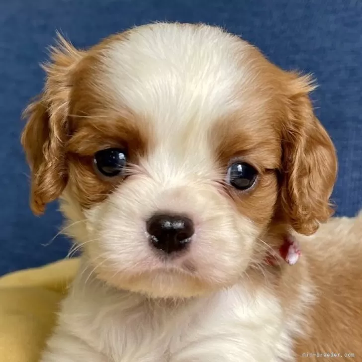 M.S 様のお迎えした子犬
