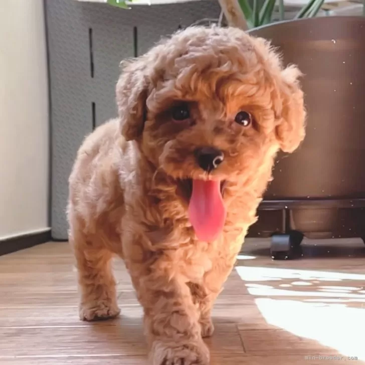ID:2409-01797の子犬