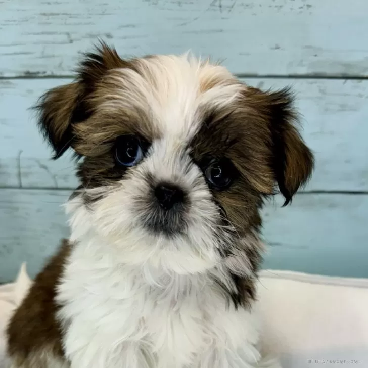 ID:2501-02813の子犬