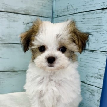 ミックス(マルチーズ×パピヨン)【埼玉県・男の子・2025年4月17日・ホワイト&ブラウン】の写真「可愛いお顔の男の子です❗️」