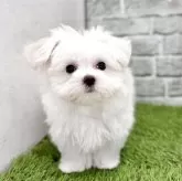 マルチーズ
