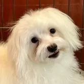 マルチーズ