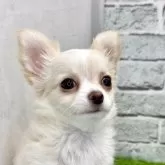 チワワ(ロング)