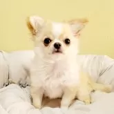 チワワ(ロング)