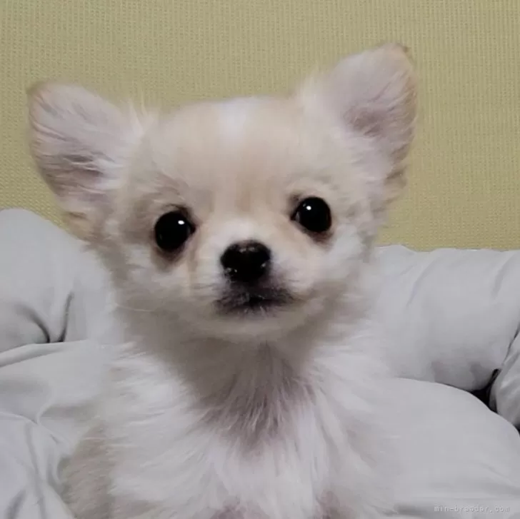 ID：2312-01284の子犬