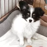 パピヨン