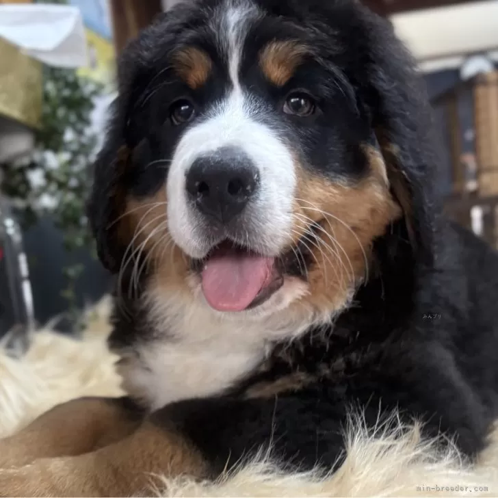 ID：2503-08364の子犬