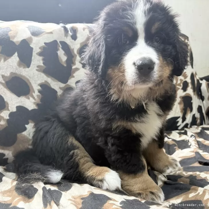 ID：2509-07181の子犬