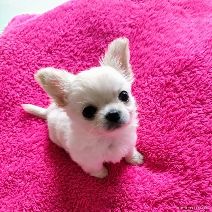 ID:2411-07507の子犬