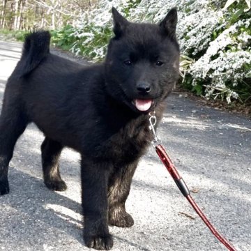 北海道犬【北海道・女の子・2025年3月16日・黒褐】の写真「黒の美人さん！」