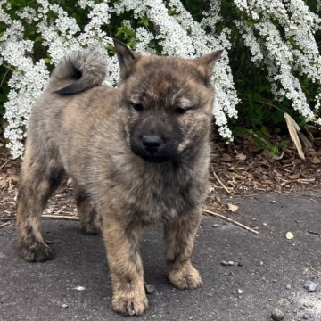 北海道犬【北海道・女の子・2025年3月16日・虎毛】の写真「かこいい！」