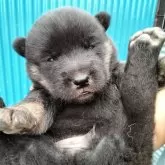 北海道犬