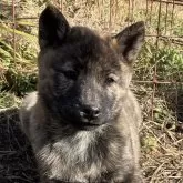 北海道犬【北海道・女の子・2024年9月20日・虎毛】の写真1「立派虎毛の女の子です！」
