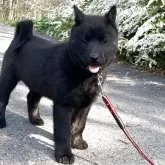 北海道犬