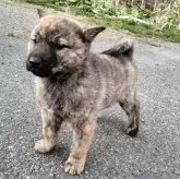 北海道犬【北海道・女の子・2025年3月16日・虎毛】の写真2「模様綺麗な虎毛！」