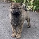 北海道犬【北海道・女の子・2025年3月16日・虎毛】の写真7「なかなかでてこない虎毛の女の子！」