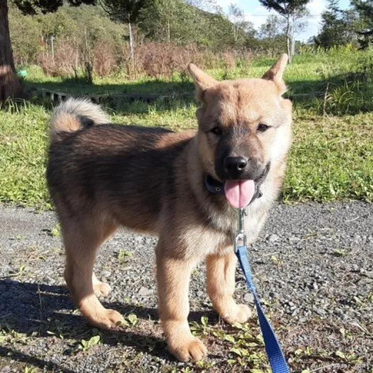 ID:2308-01204の子犬