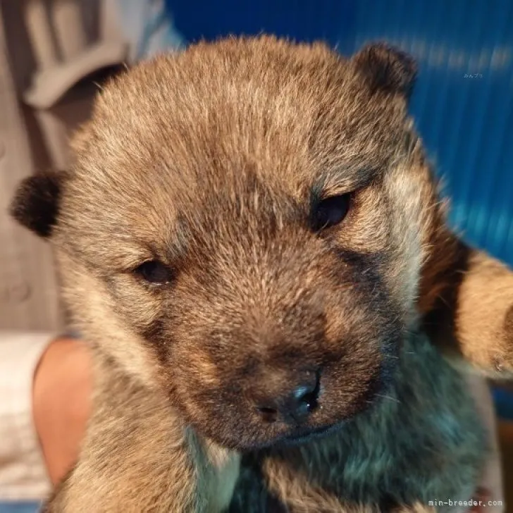 ID:2311-02554の子犬