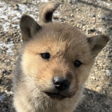 北海道犬【北海道・女の子・2023年10月25日・赤】の写真「綺麗濃い赤の女の子です。」