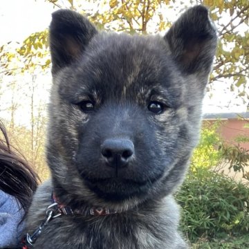 北海道犬【北海道・女の子・2024年8月28日・虎毛】の写真「今年の最後のメス虎毛。良質の虎です。」