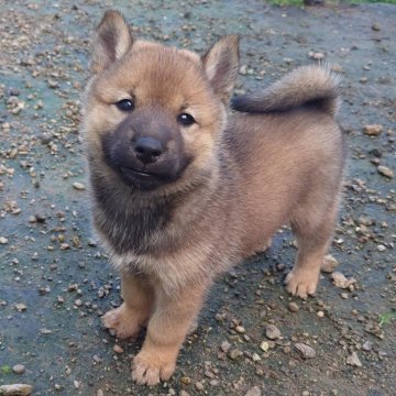 北海道犬【北海道・女の子・2024年6月18日・赤】の写真「めんこい！元気な子！」