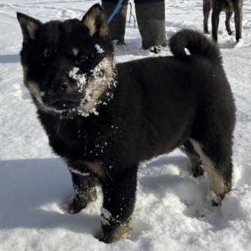 北海道犬【北海道・男の子・2023年10月25日・黒褐】の写真「数少ないの黒褐の子犬です。今年この子で最後です！」