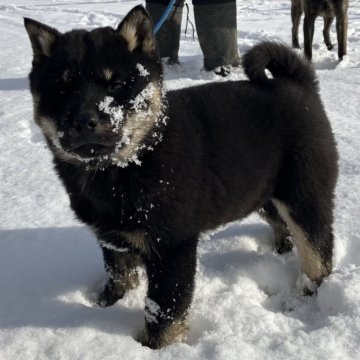 北海道犬【北海道・男の子・2023年10月25日・黒褐】の写真「数少ないの黒褐の子犬です。今年この子で最後です！」