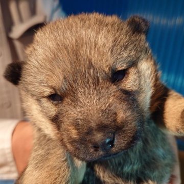 北海道犬【北海道・女の子・2023年10月25日・赤胡麻】の写真「綺麗、数非常に少ないの赤胡麻の女の子」