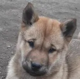 北海道犬【北海道・女の子・2023年2月4日・赤毛】の写真1「2023年４月19日の写真です。可愛い！」