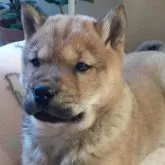 北海道犬【北海道・男の子・2023年2月4日・赤毛】の写真1「2023年4月2日の写真です。」