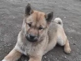 北海道犬【北海道・女の子・2023年2月4日・赤毛】の写真2「2023年4月21日の写真です。」
