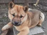 北海道犬【北海道・女の子・2023年2月4日・赤毛】の写真4「２０２３年４月19日の写真です。」