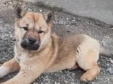 北海道犬【北海道・女の子・2023年2月4日・赤毛】の写真5「２０２３年3月26日の写真です。」