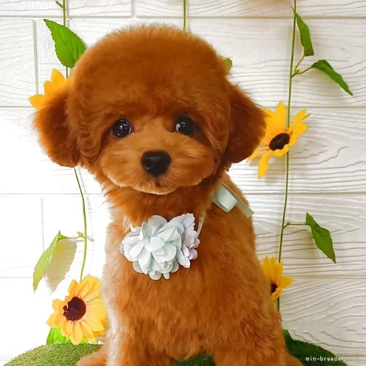 Y.A 様のお迎えした子犬
