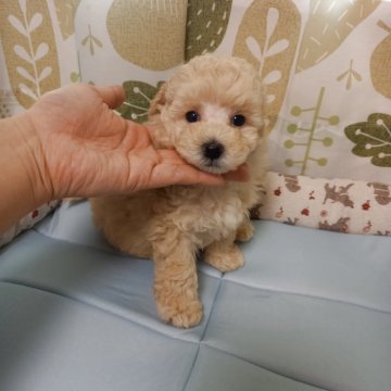 タイニープードル【栃木県・男の子・2025年4月7日・クリーム】の写真「胴が短いちびちびな可愛い男の子♡」